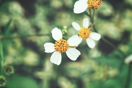 Daisy flowersの写真素材