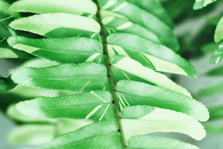 Fern leavesの写真素材