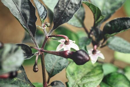 Purple chili plantの写真素材