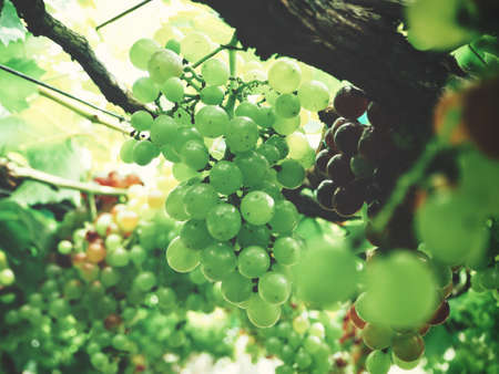 Grapes in vineyardの写真素材