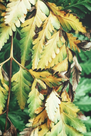 Fern leavesの写真素材