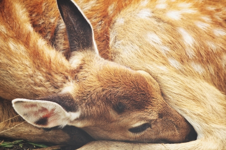 Deer faceの写真素材