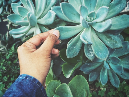Cactus succulents plant with handの写真素材