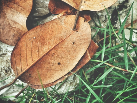 Dried leavesの写真素材