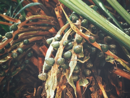 Palm treeの写真素材