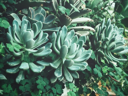 Cactus succulents plantの写真素材