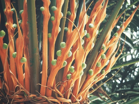 Palm treeの写真素材