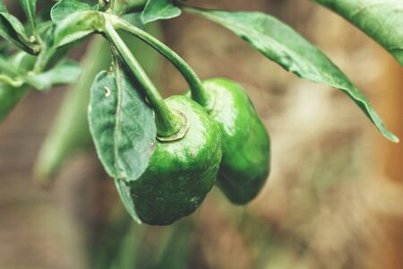 Chili plantの写真素材