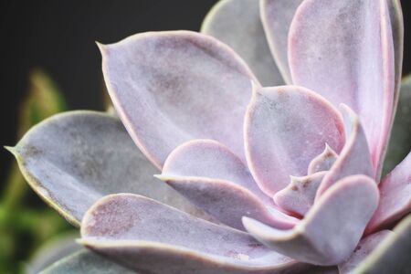 Cactus succulents plantの写真素材