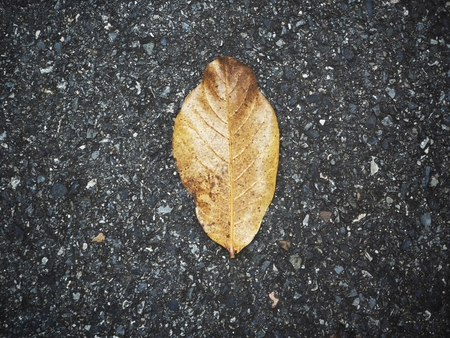 Dried leavesの写真素材