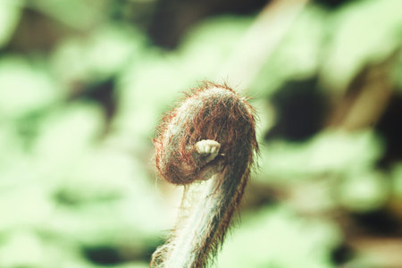 Fern leaves