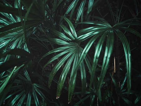 Palms leaves backgroundの写真素材