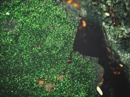 Green moss on stoneの写真素材