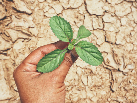 Plant on hand with cracked dry soil