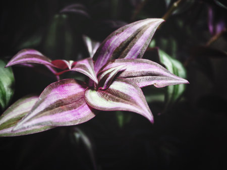 Red leaves