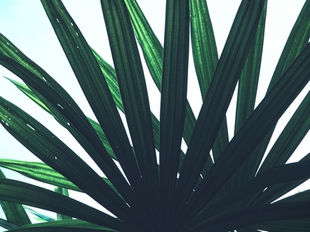 Palms leavesの写真素材