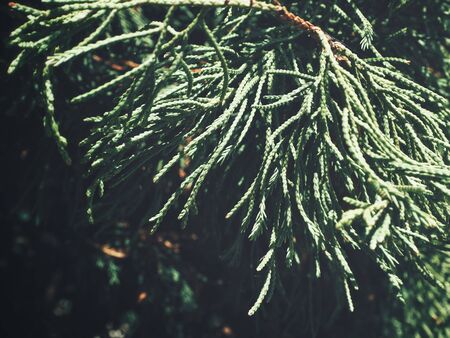 Pine leavesの写真素材