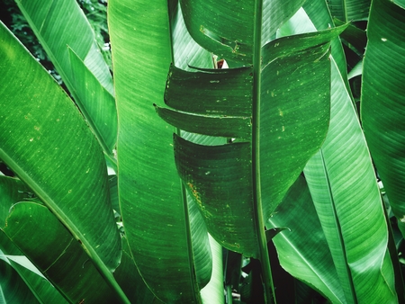 Tropical leaves backgroundの写真素材