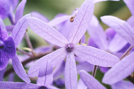 Purple flower