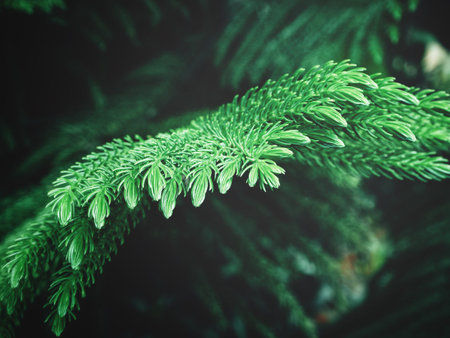 Pine leaves
