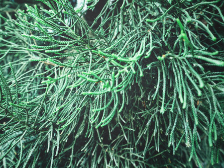 Pine leaves
