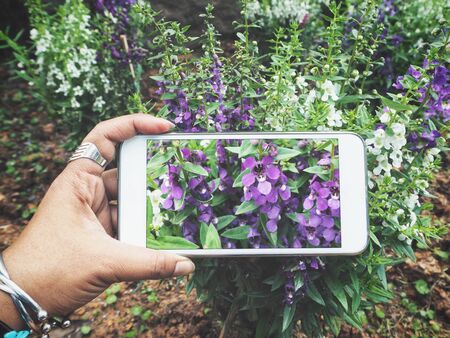 Taking a photo of purple salvia flowers with smart phoneの写真素材