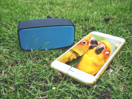 Bluetooth speaker with couple parrots on smart phoneの写真素材