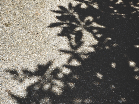 Shadow of leavesの写真素材