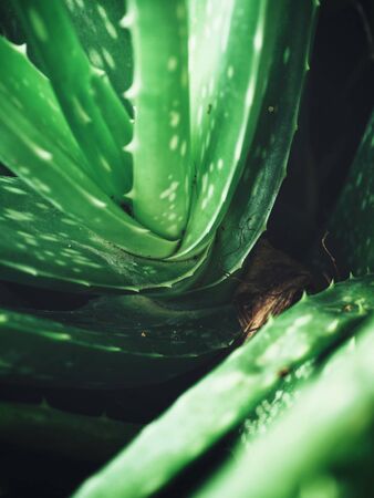 Aloe veraの写真素材
