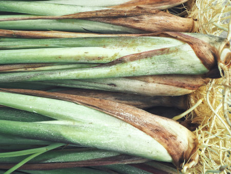 Lemon grassの写真素材