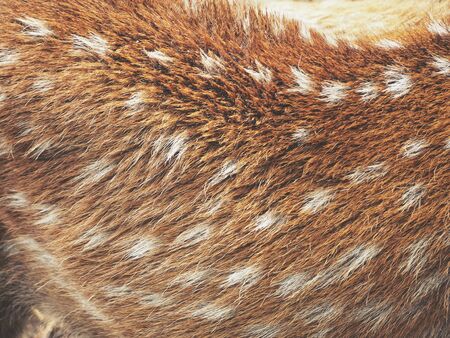 Deer furの写真素材