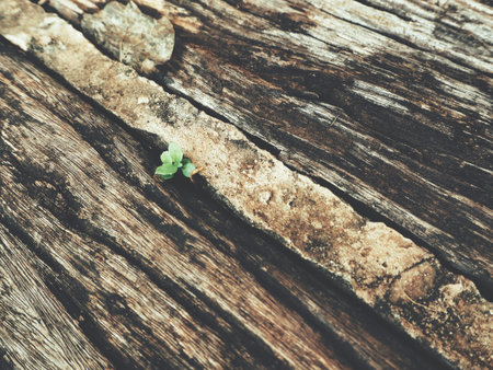 Wood backgroundの写真素材