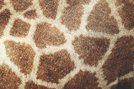 Giraffe fur background