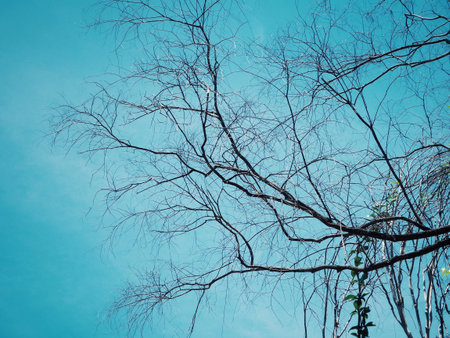 Branches of tree