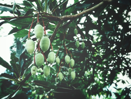 Olive treeの写真素材