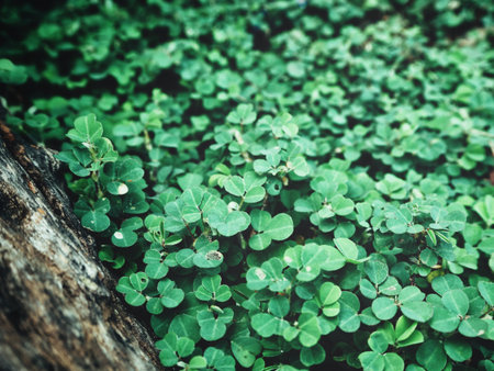 Fern leavesの写真素材