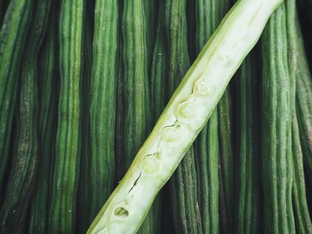 Moringaの写真素材