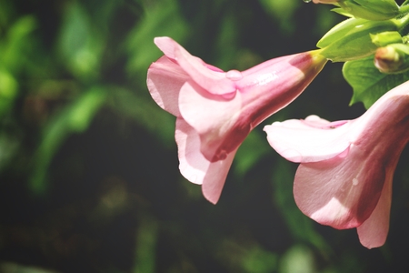 Purple flowersの写真素材