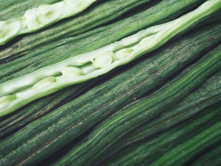 Moringaの写真素材