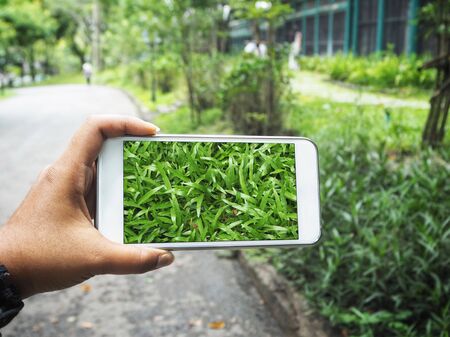 Taking a photo of grass with smart phoneの写真素材