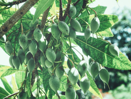 Olive tree