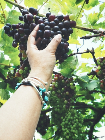 Grapes with hand in vineyardの写真素材
