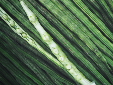 Moringaの写真素材