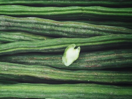 Moringaの写真素材