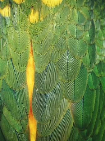 Parrot feathersの写真素材