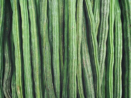 Moringaの写真素材