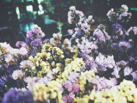 Dry flowersの写真素材