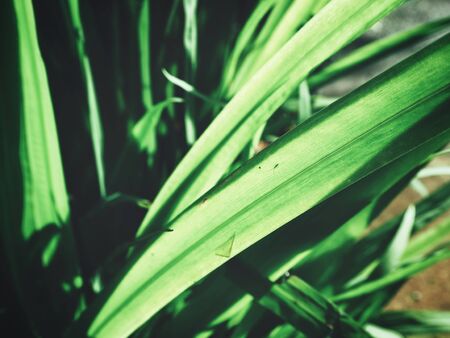 Green leaves with shadowの写真素材