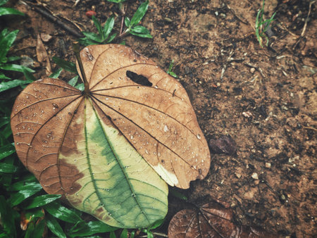 Dried leaves