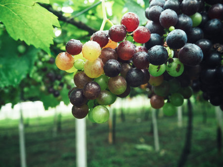 Grapes in vineyard